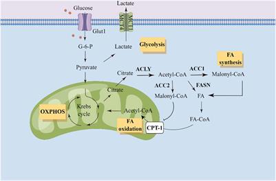 Targeting acetyl-CoA carboxylase 1 for cancer therapy